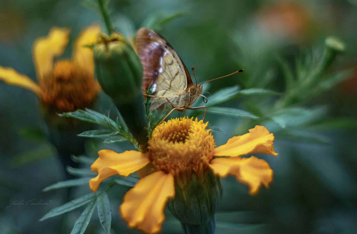 перламутровка лаодика, argynnis laodice, бабочка, гелиос, Ершова Юлия