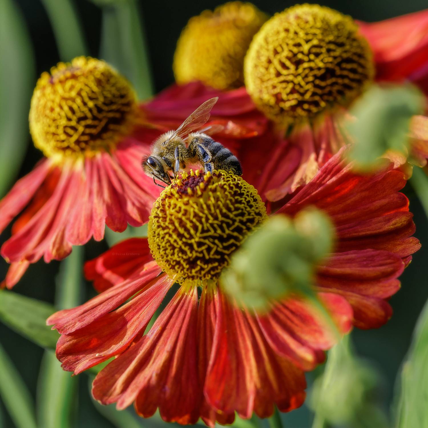 пчела, Ершова Юлия