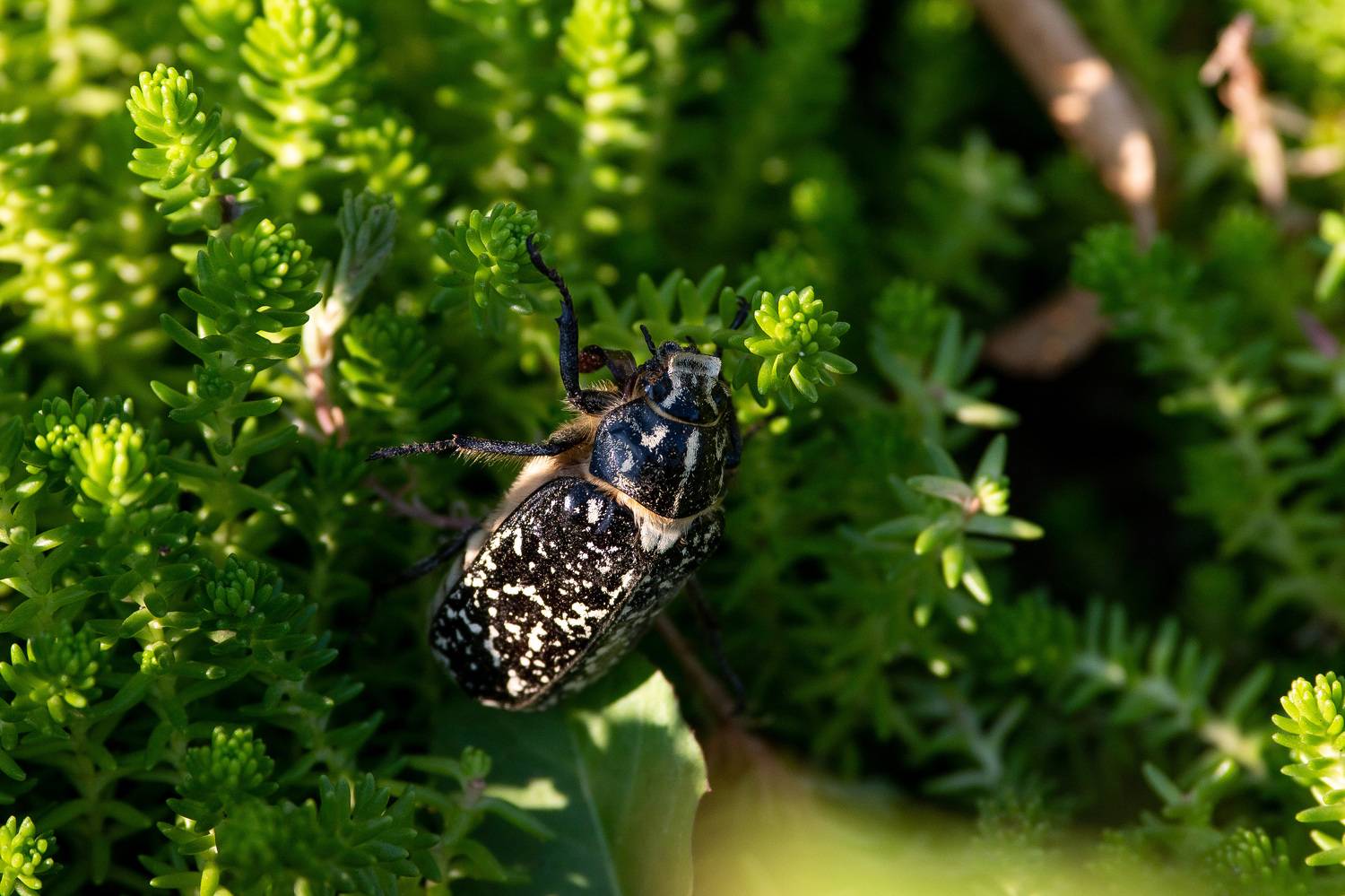 , Павел Сторчилов