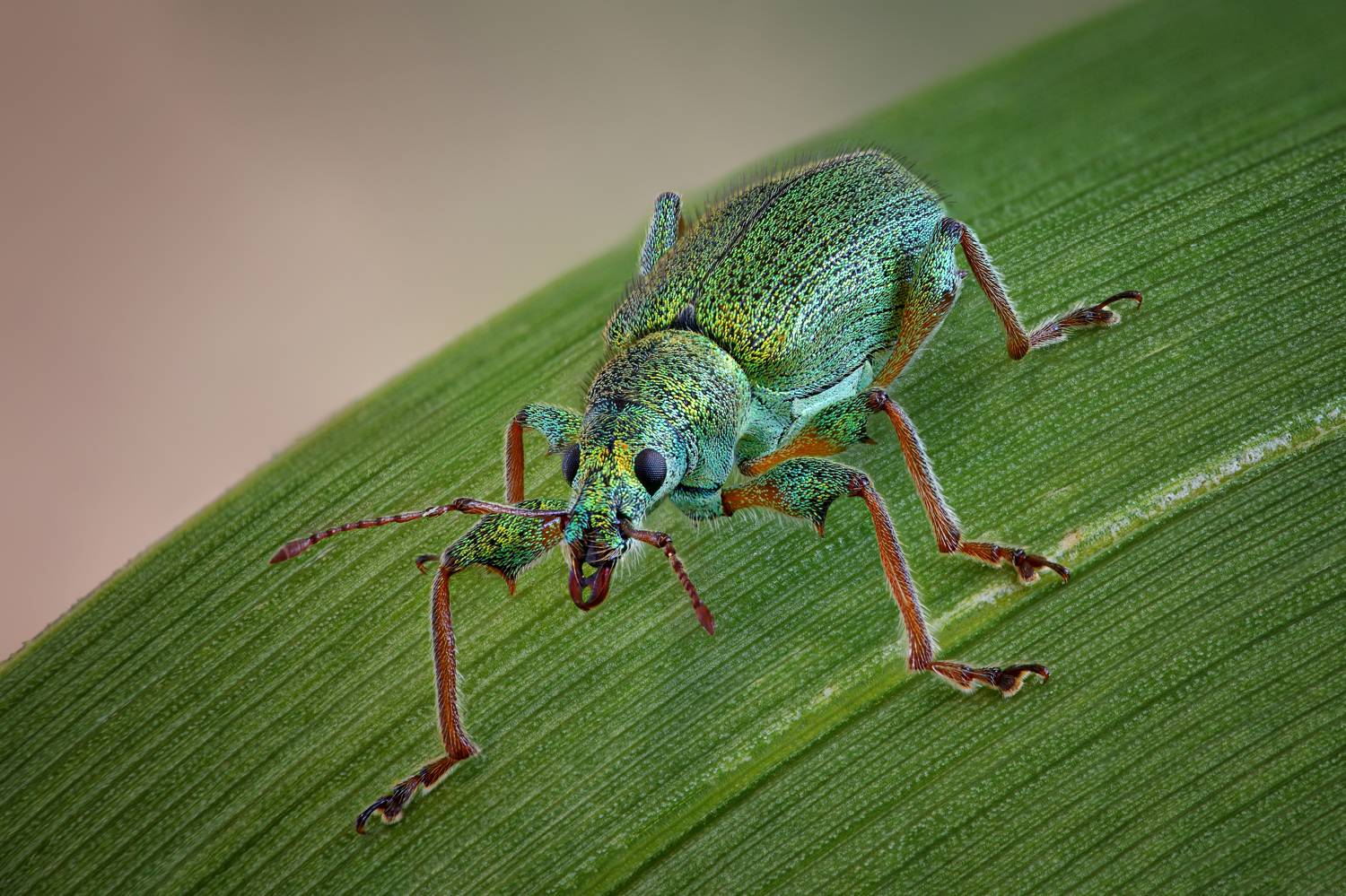 , Антон Финевич