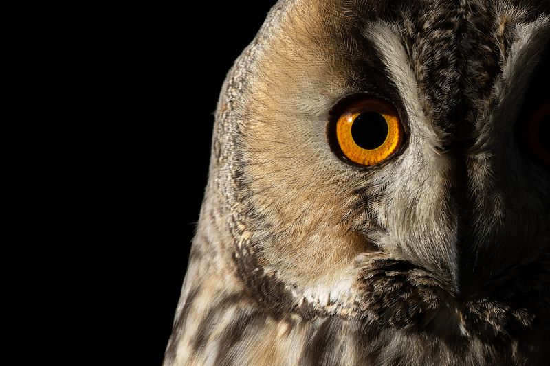 Long-eared Owl фото превью