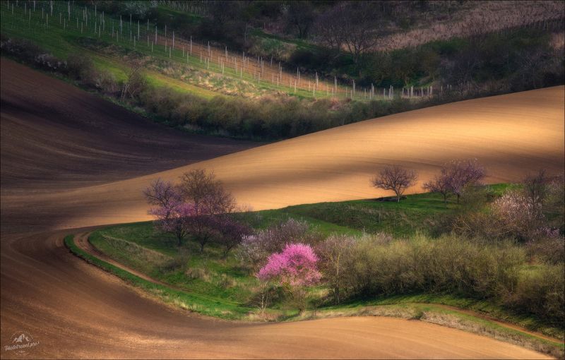 чехия, южная моравия, фототур, фототуры 2024, Гармония весны фото превью