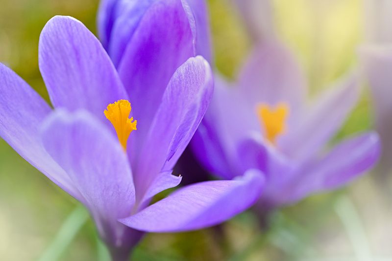 Крокусы огородные фото превью