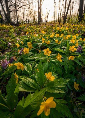 Лесные первоцветы