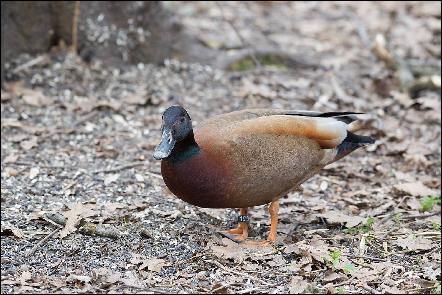 москва, парк, птица, АНАТОЛИЙ ДОВЫДЕНКО