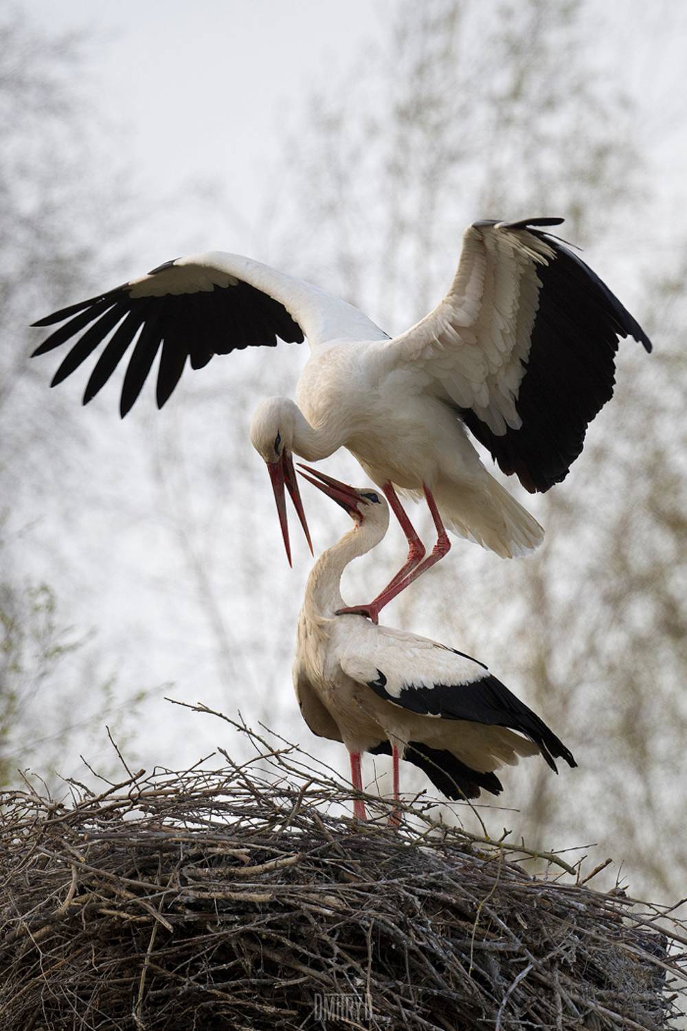 , Дмитрий Доронин