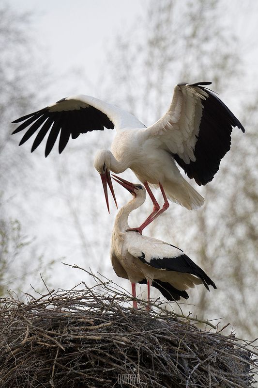 Брачные игры аистов фото превью