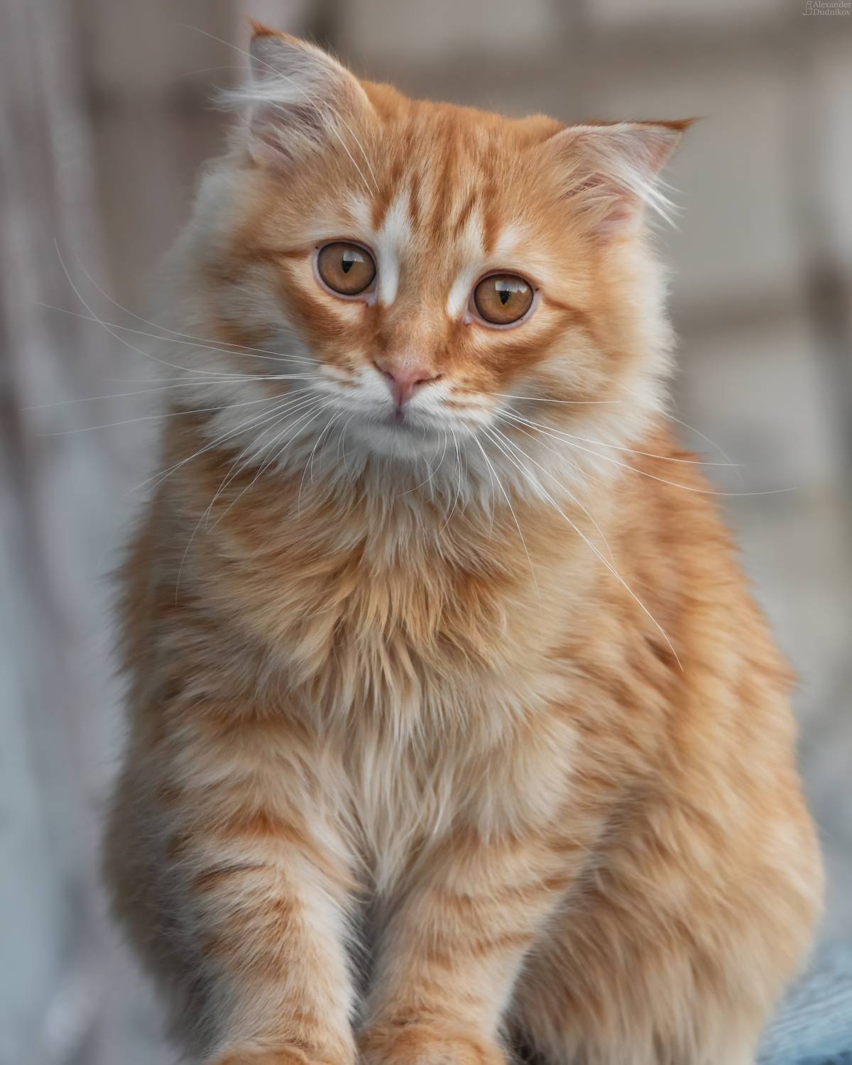 животные, портрет животного, кошачьи, кошки, млекопитающие, animals, mammals, animal portrait, cats, felidae, Дудников Александр