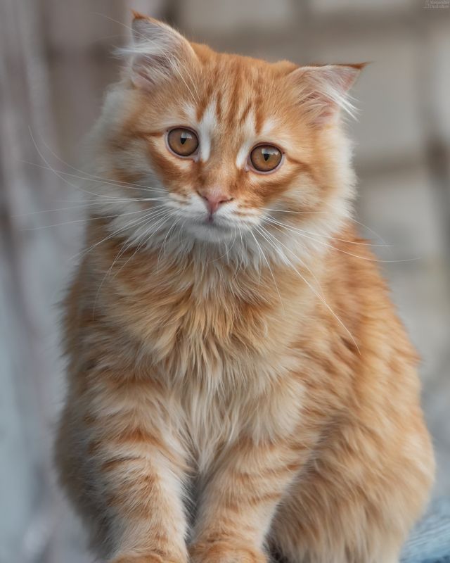 Маленький рыжий сосед фото превью