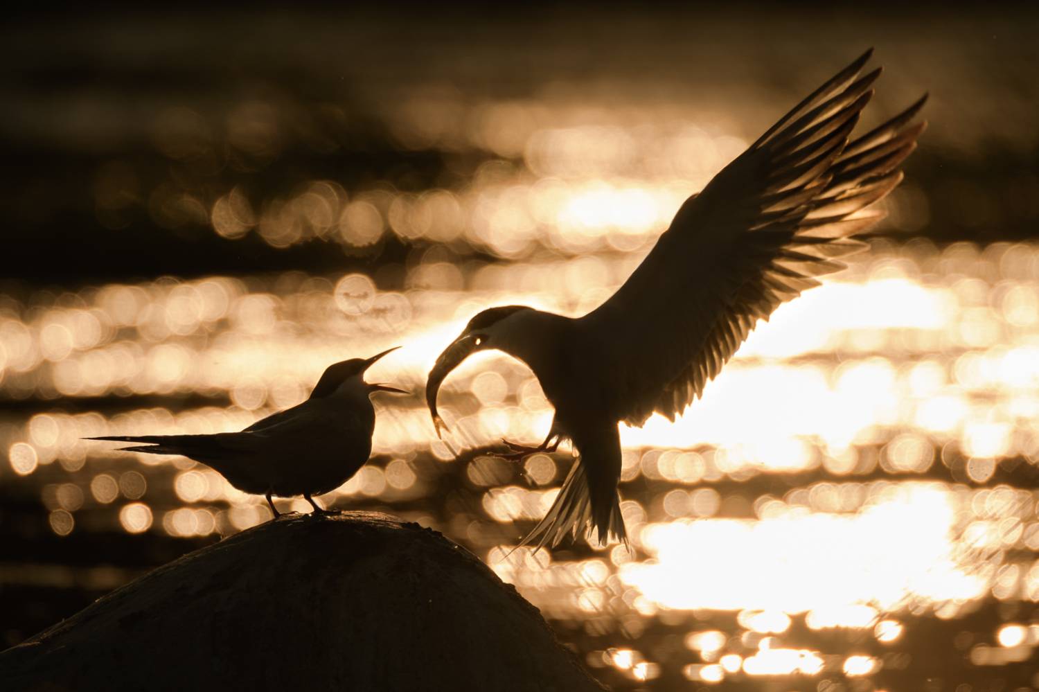 речная крачка, Sterna hirundo, Соварцева Ксения