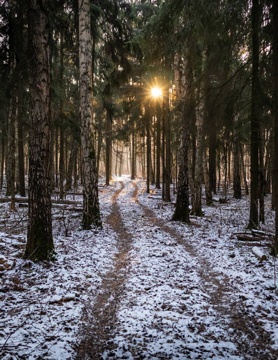 лосиный остров, нд, подмосковная мозаика, Демкина Надежда