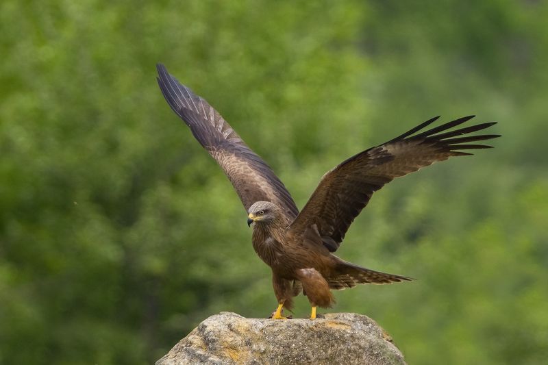 Черный коршун фото превью