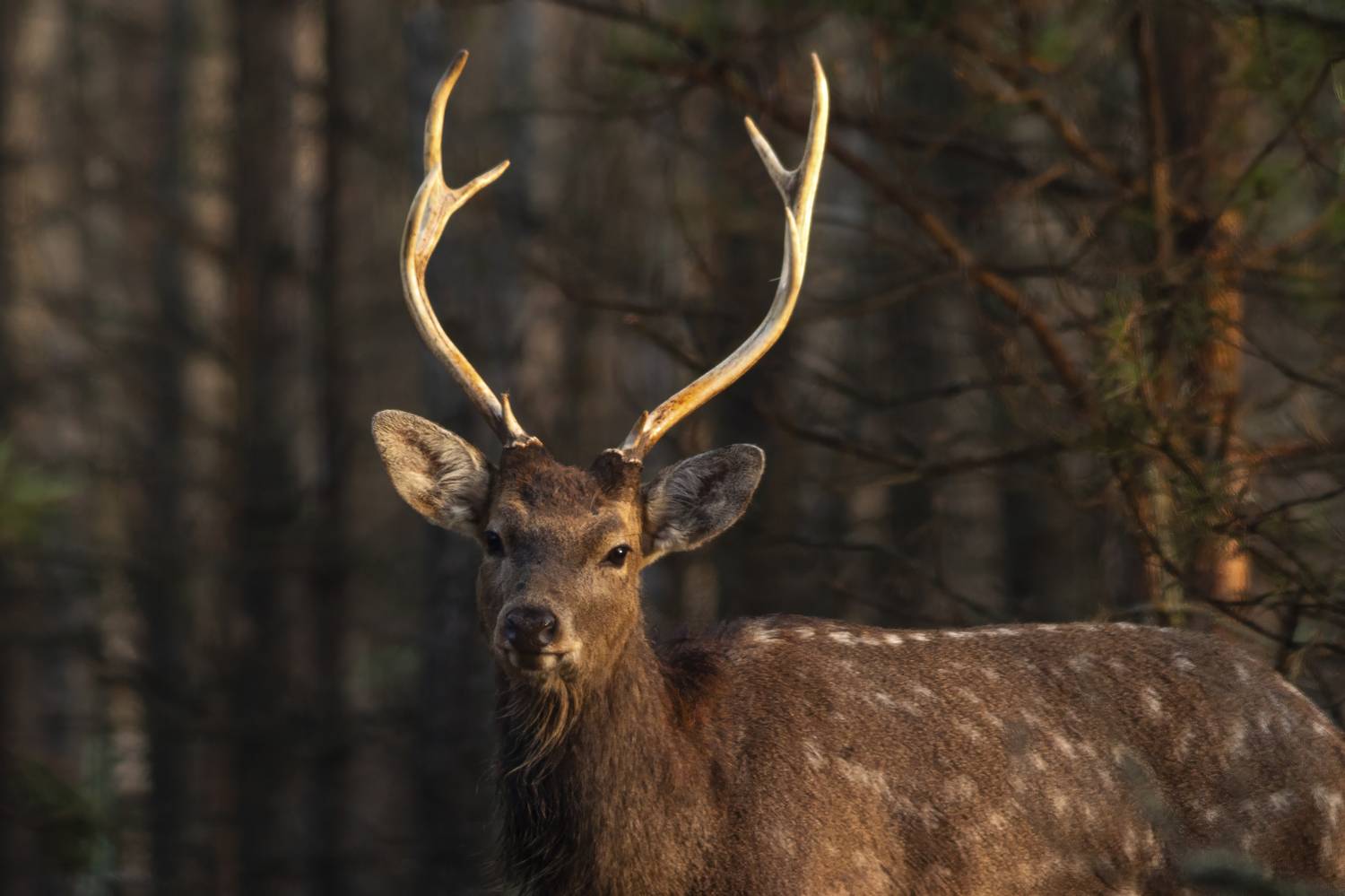 , Денис Пронин