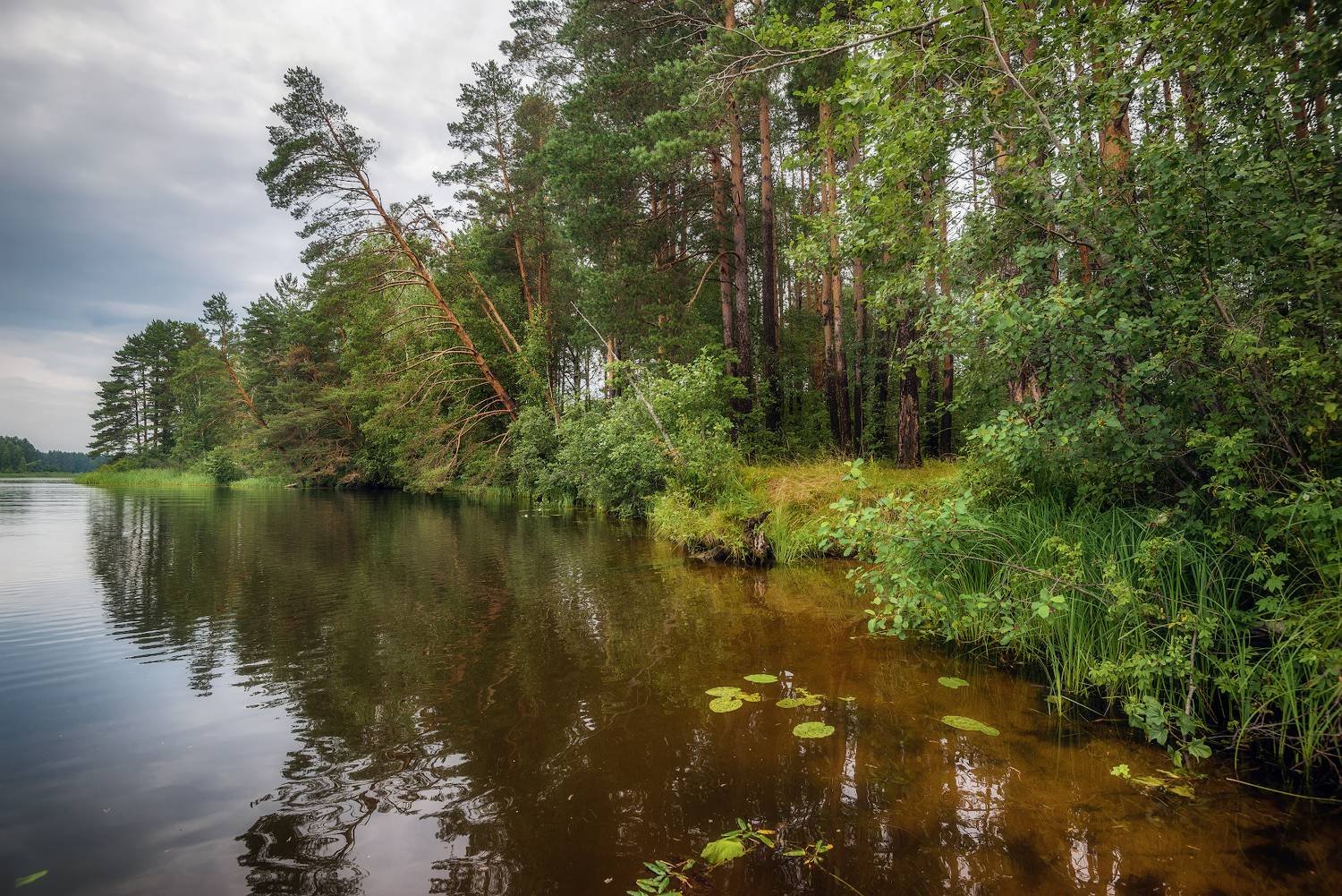 берег, лес, бор, река, Сергей Аникин