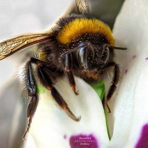 Незваный гость