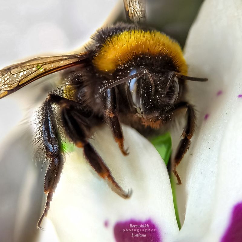 Незваный гость фото превью