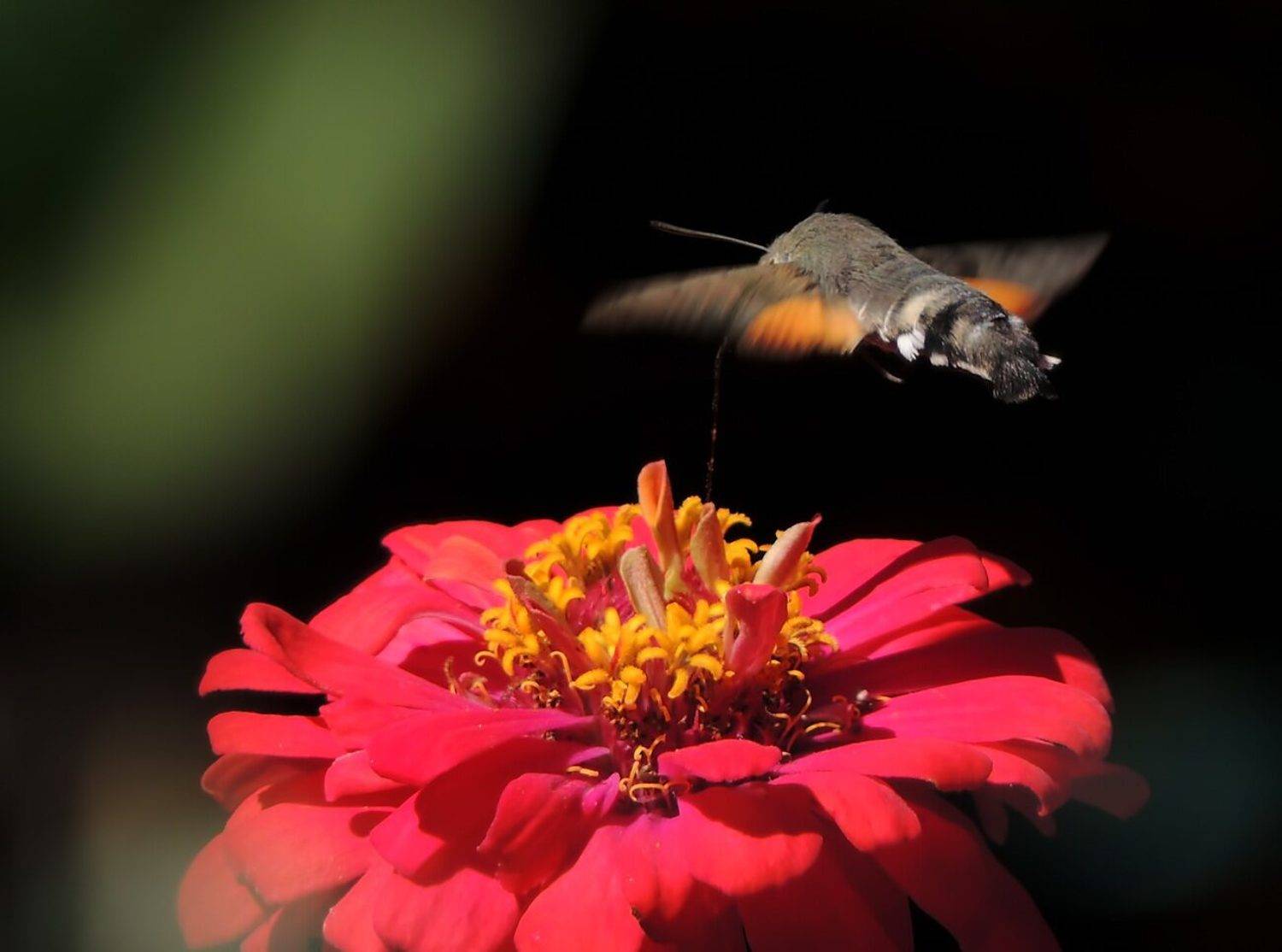 , Савоцкий Роман