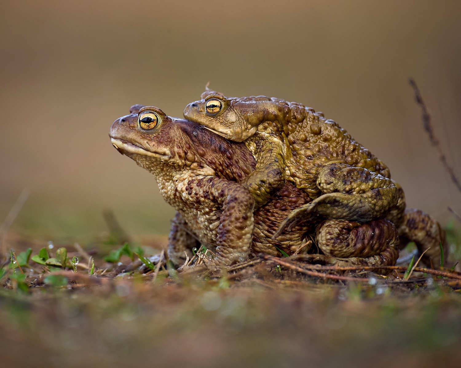 Жабы лягушка, Mikhail Khmelevskiy