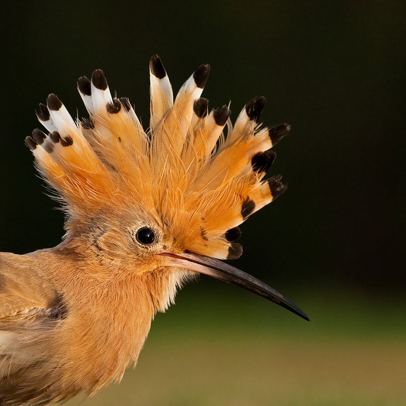 Hoopoe фото превью
