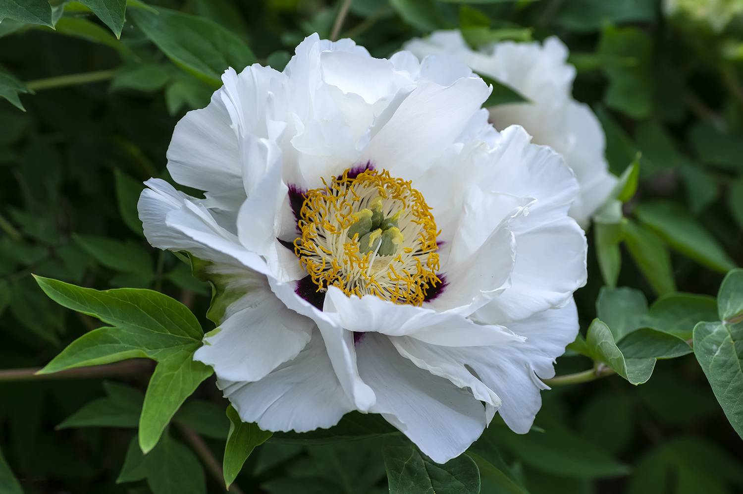 природа, весна, цветы, пионы, древовидный пион, белый пион, Александр Земляной