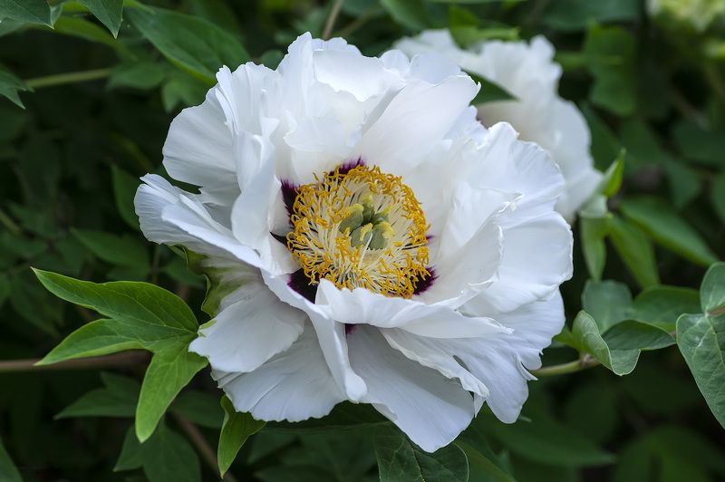 природа, весна, цветы, пионы, древовидный пион, белый пион Время пионов... фото превью