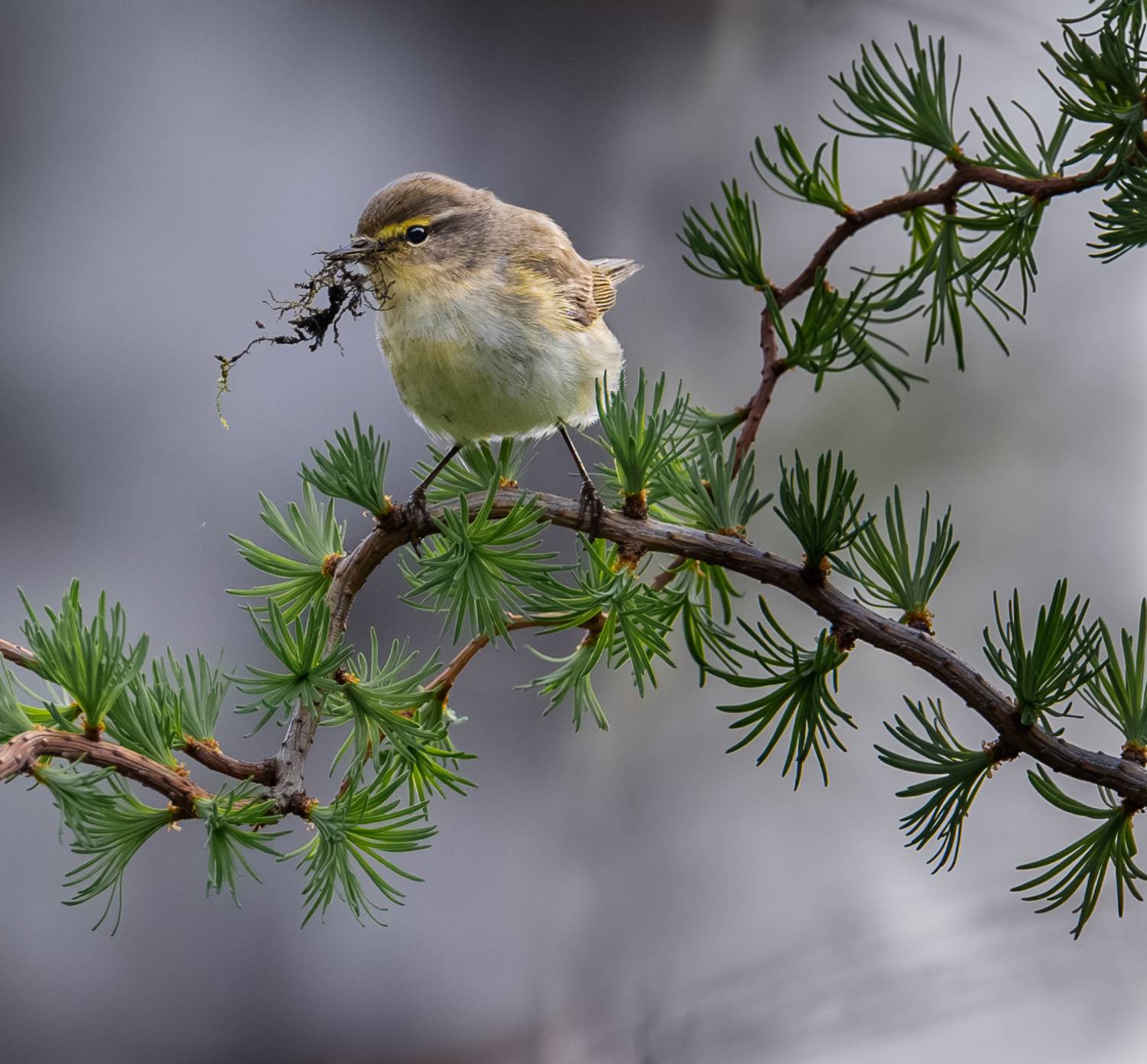 , Курлянцев Алексей