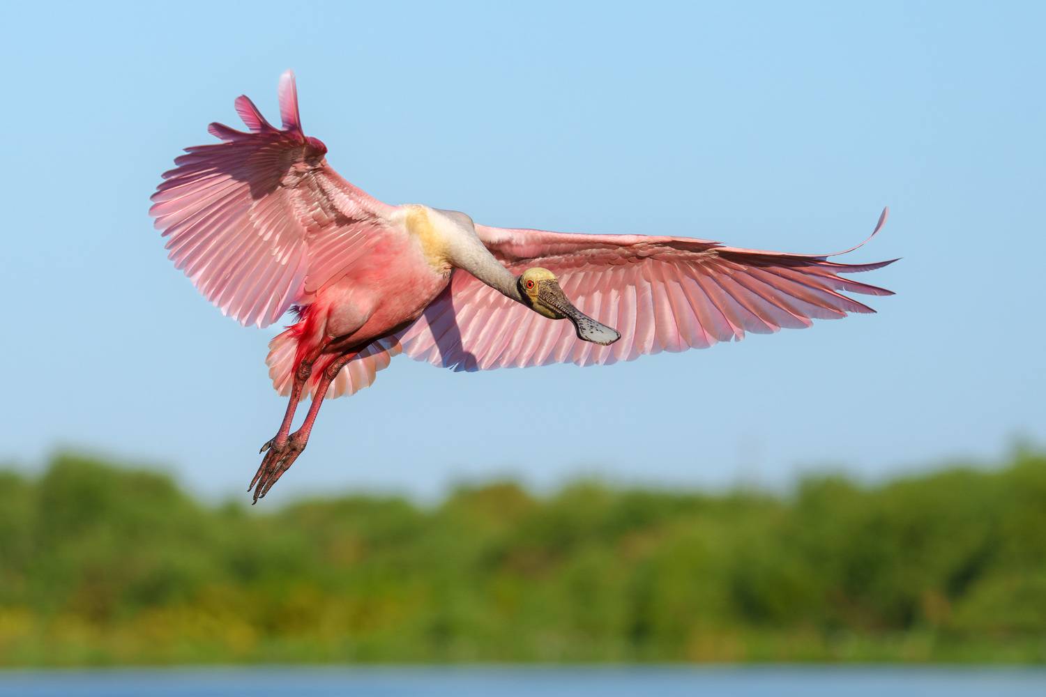 птица, фотоохота, колпица, природа, фауна, Kulikov Vladimir