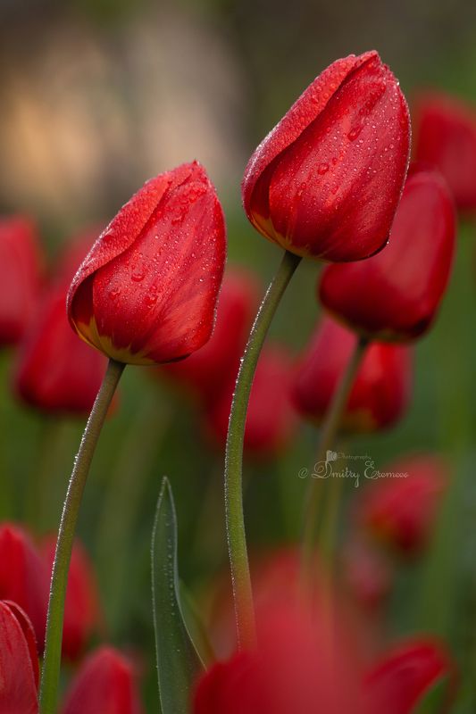 Апрельские краски... фото превью