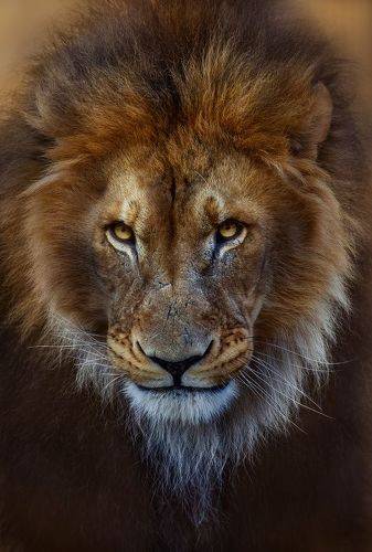 Wild Majesty