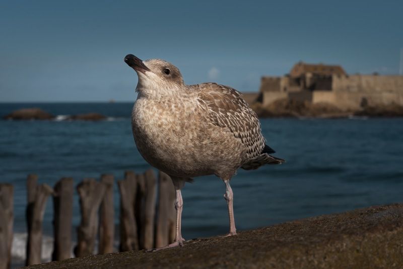 *** фото превью