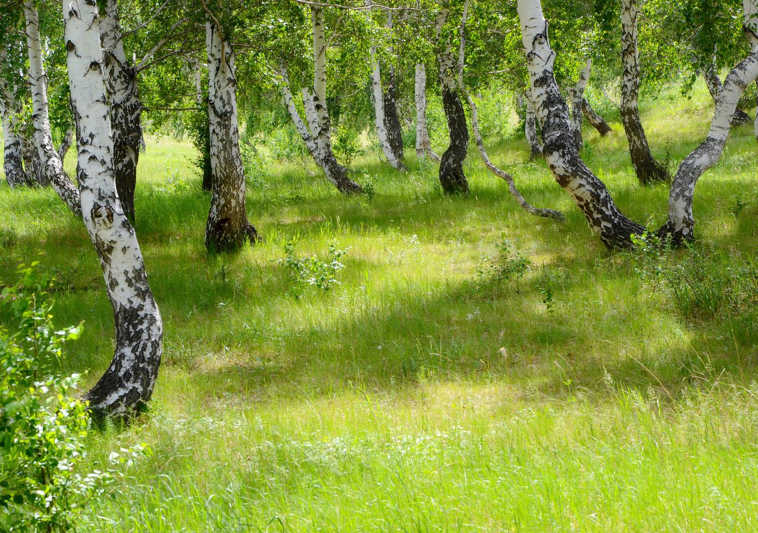 , Дмитрий Шустиков