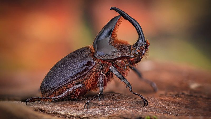 heterogomphus, schoenherri Дупляк фото превью