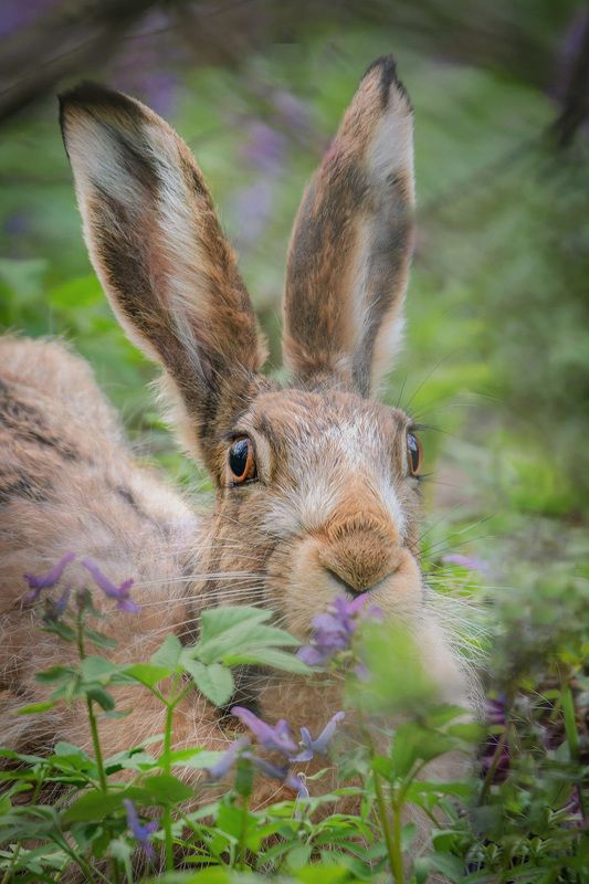 заяц, заяц русак, русак Заяц Русак в цветах Хохлатки фото превью