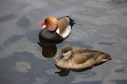 Парочка красноносых нырков (Netta rufina).