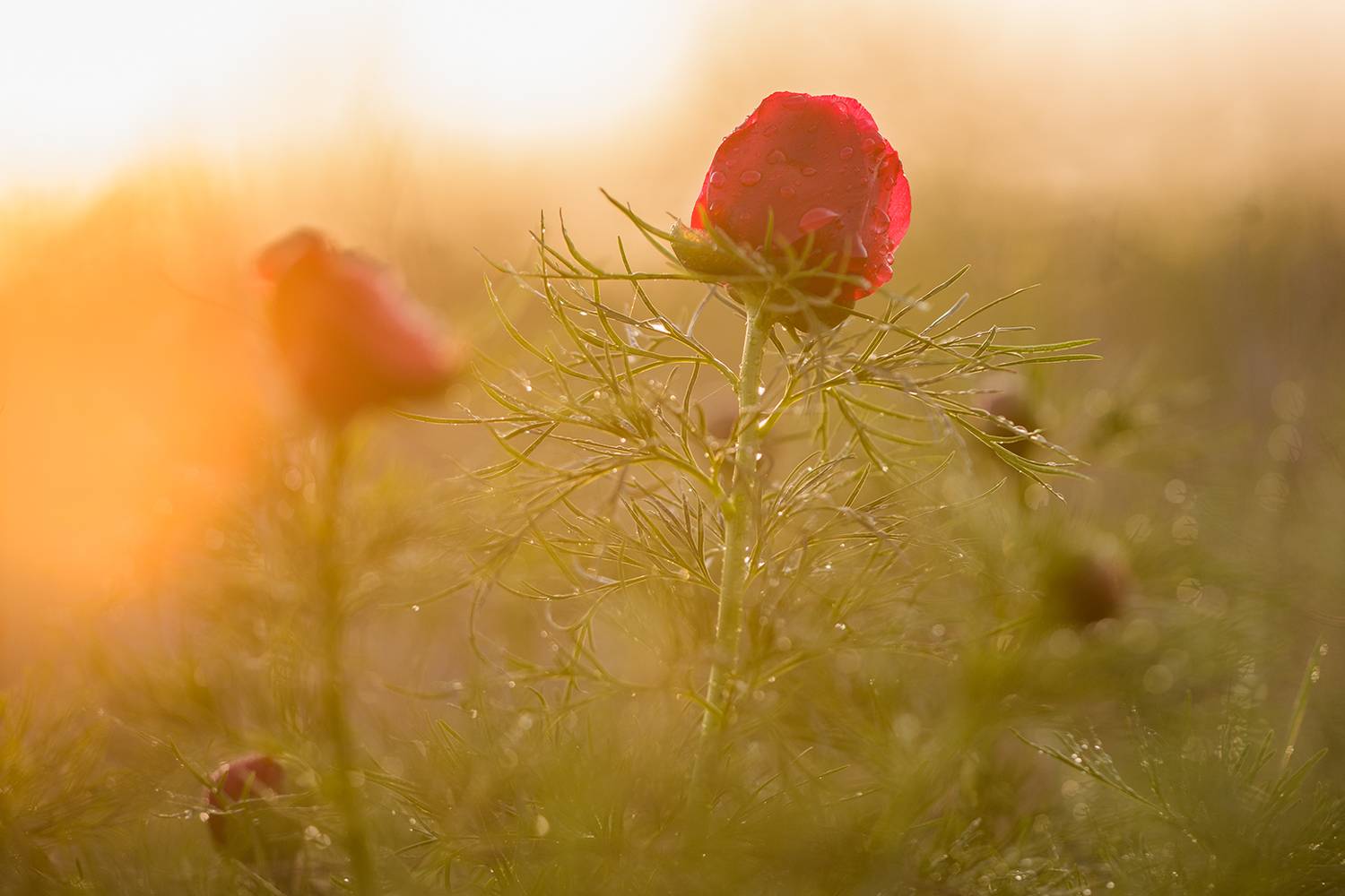 , Илья Михеев