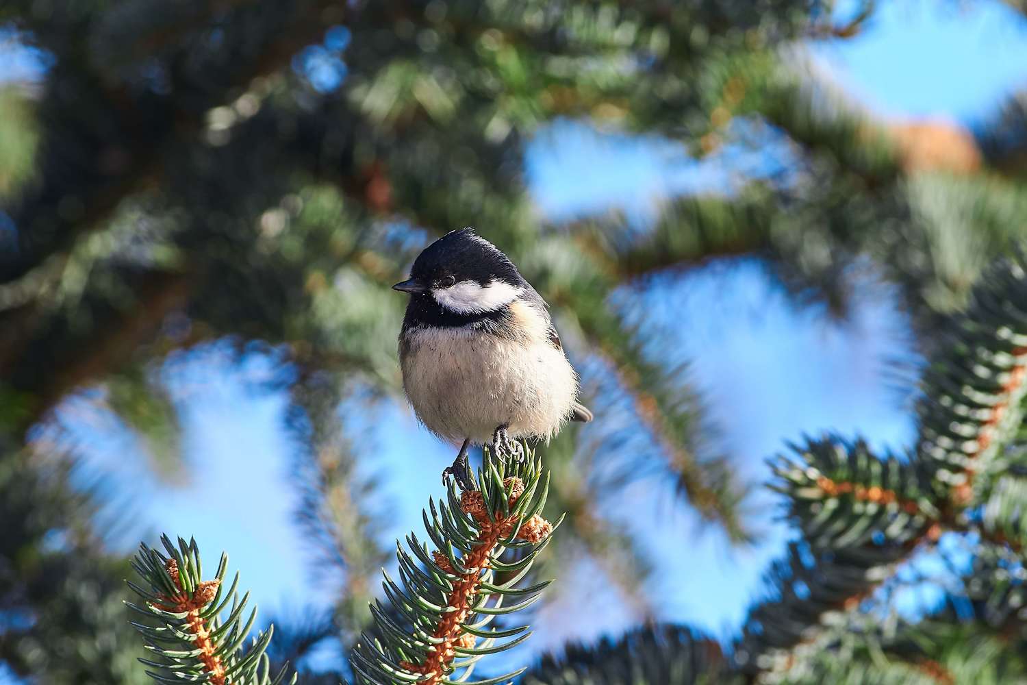 , Павел Сторчилов