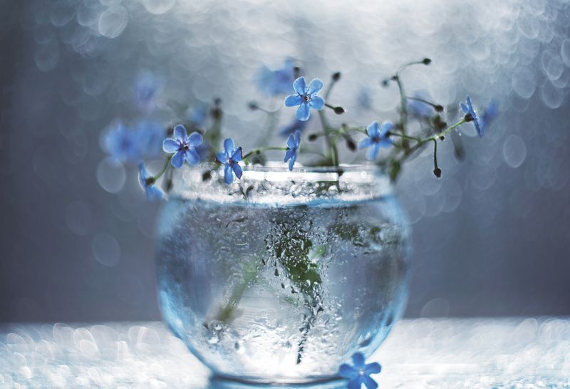 Незабудки фото превью