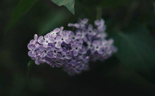 О буйстве Боспорской сирени.