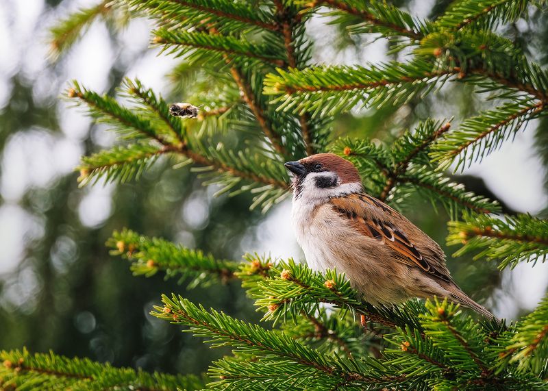 Воробей и Шмель фото превью
