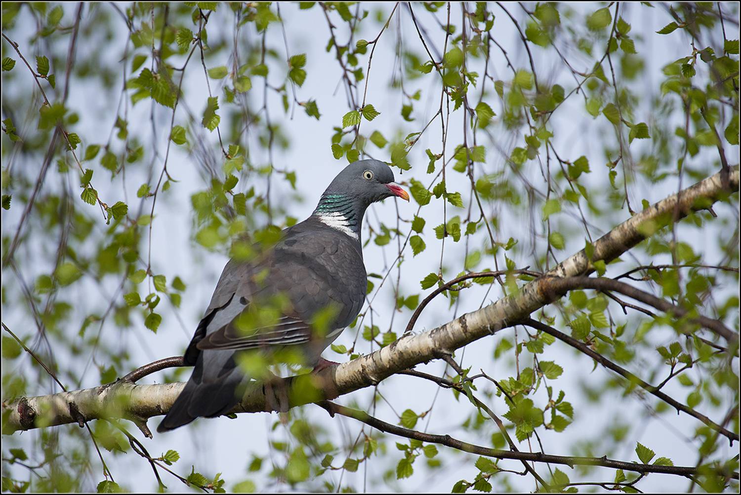 москва, апрель, парк, дикий лесной голубь, АНАТОЛИЙ ДОВЫДЕНКО