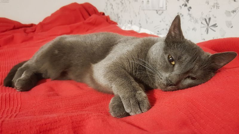 Из жизни усатых домоседов фото превью