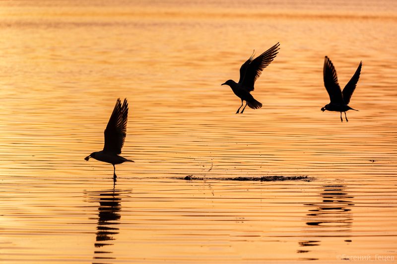 птицы, чайки, озеро, закат Кто успел, тот и съел фото превью