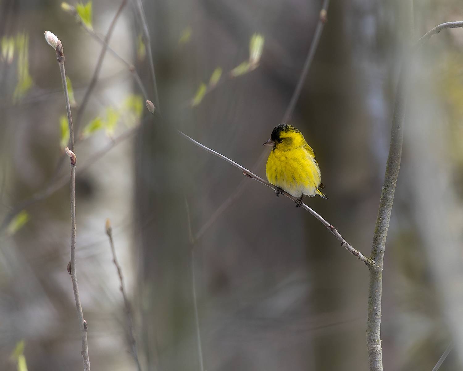 чиж, птицы, фотоохота, Марголин Алексей