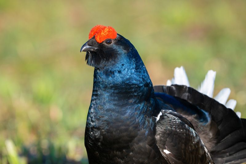 Тетеревиный ток фото превью