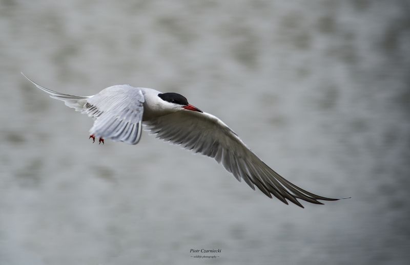 terns, birds, water birds, animals, nature, nature photography, beautiful photo, nikon terns фото превью