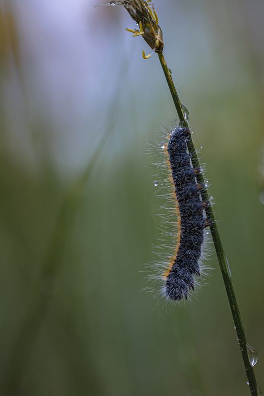 Утренняя гусеница  фото превью
