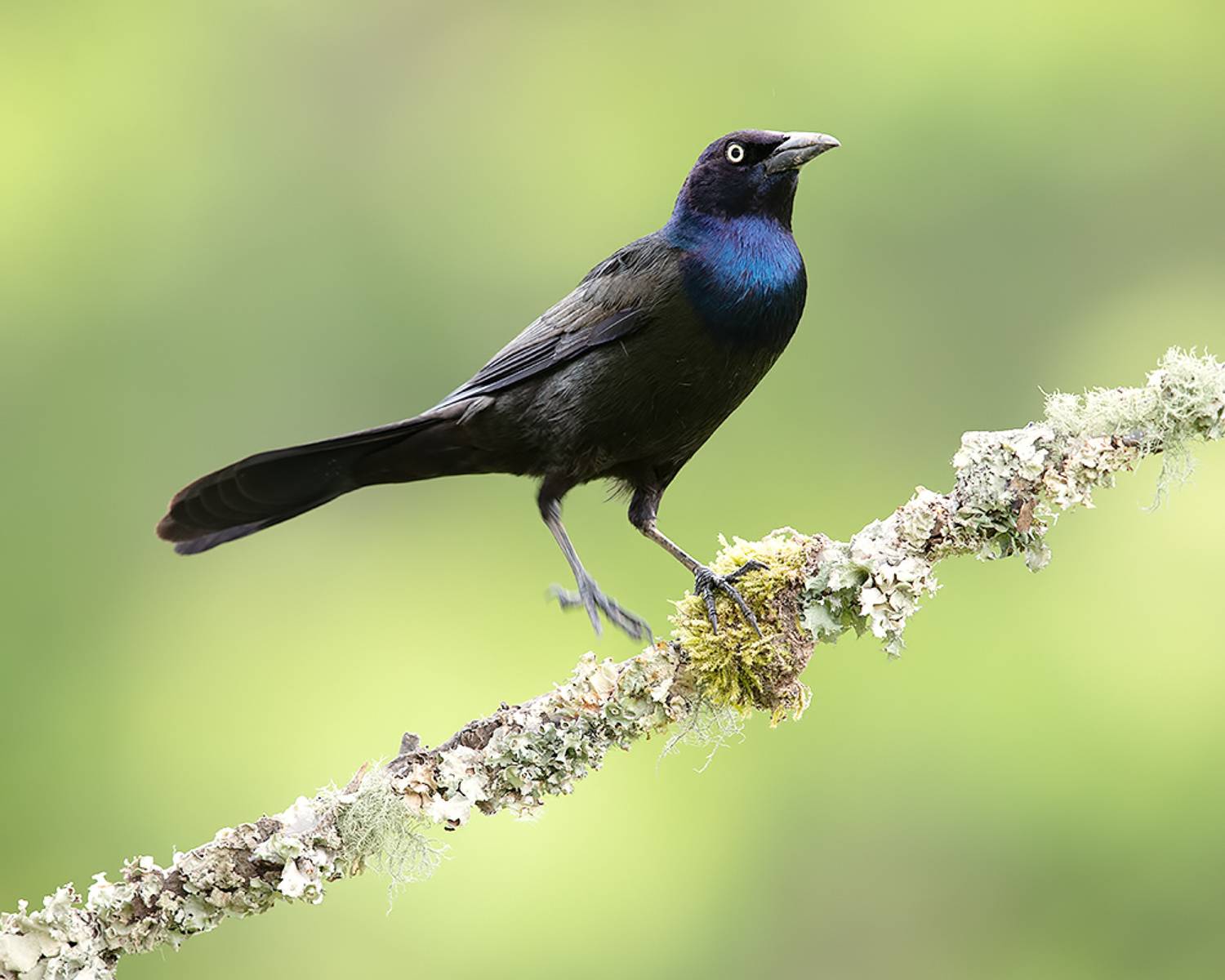 гракл, common grackle, grackle, весна, Etkind Elizabeth