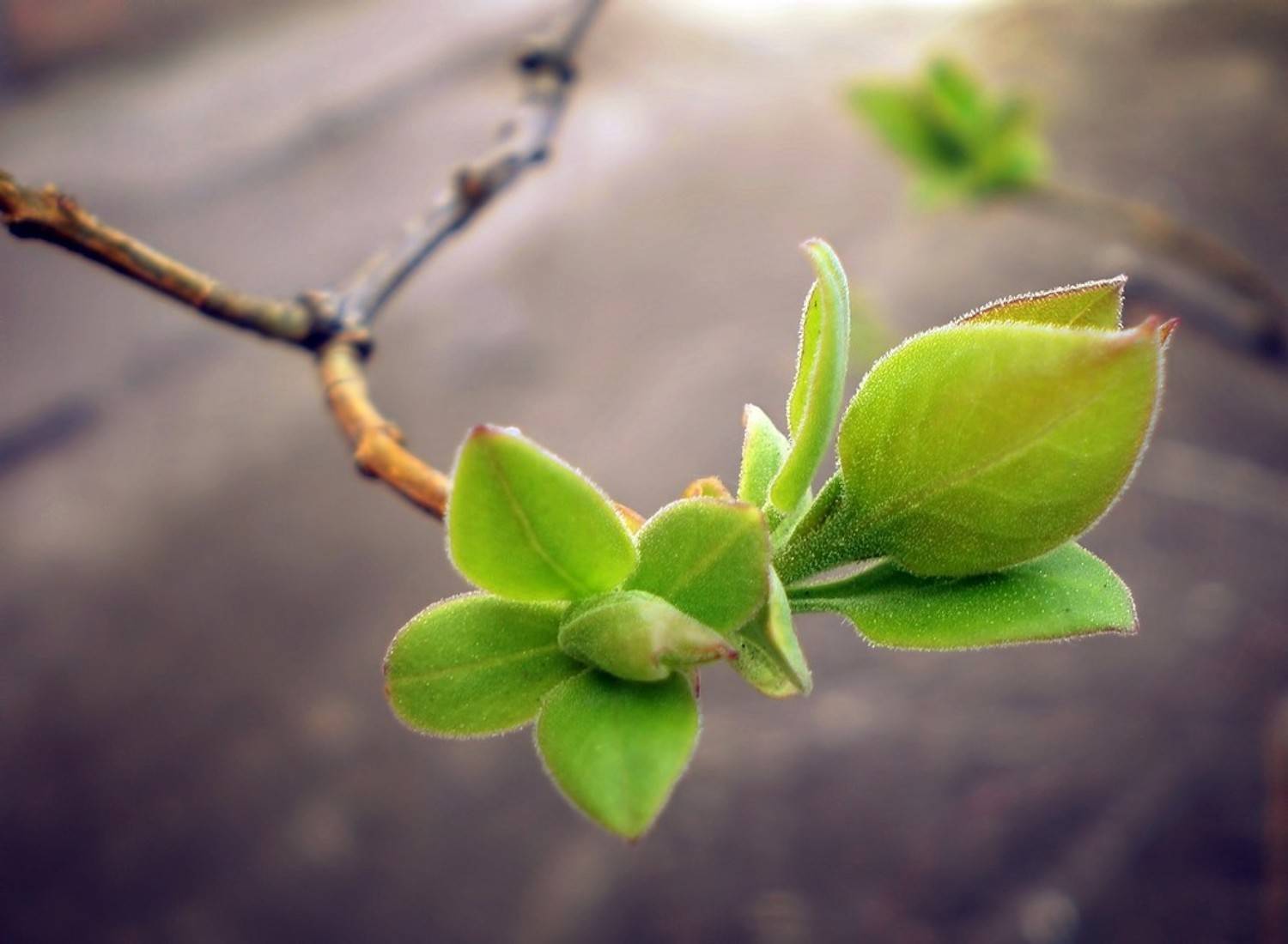 , Савоцкий Роман