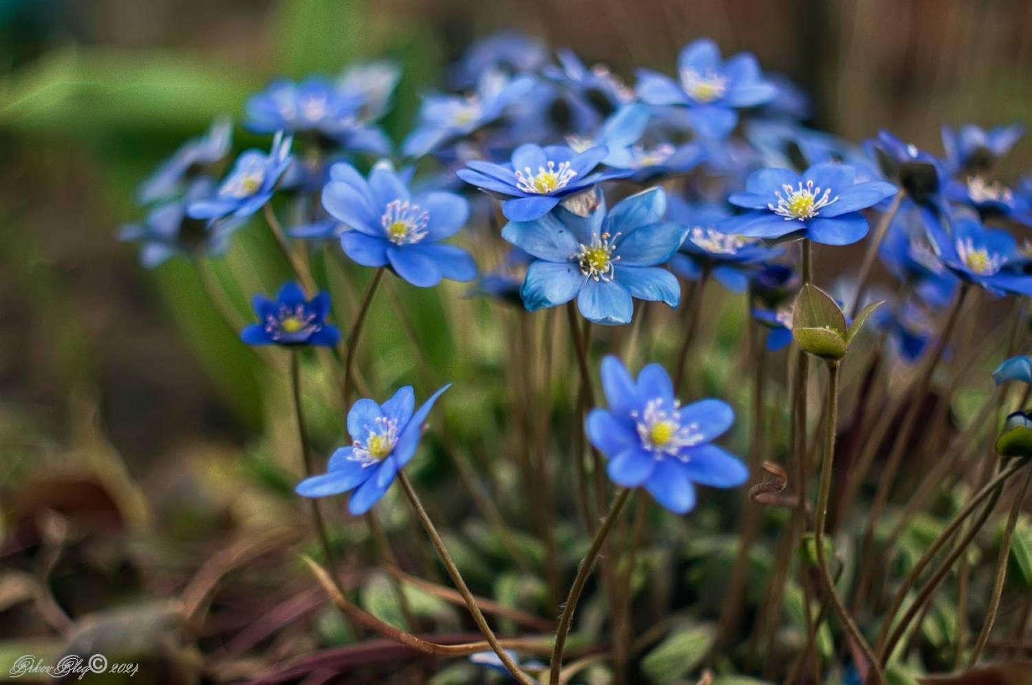 , Орлов Олег