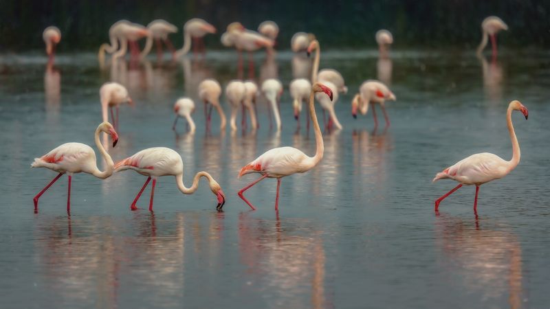 Фламинго фото превью